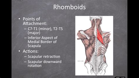 Rhomboids Functional Anatomy Youtube