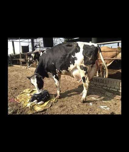 Pure Black And White Hf Cow Gender Female At Best Price In Karnal Hn