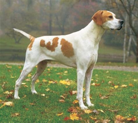 English Pointer Breed Information Dogs Jelena Dog Shows