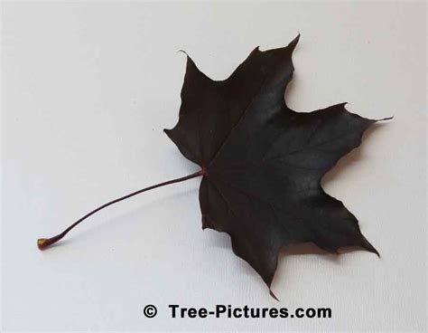 Norway Maple Tree Crimson King Maple Leaf Picture