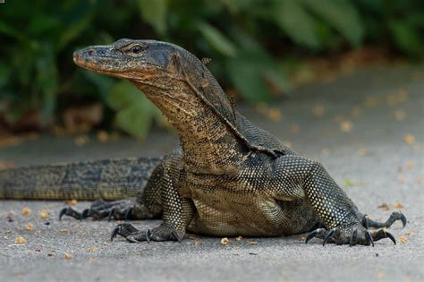 Asian Water Monitor Care Size Lifespan More