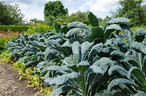 Kale Plant Care And Growing Tips Horticulture Magazine