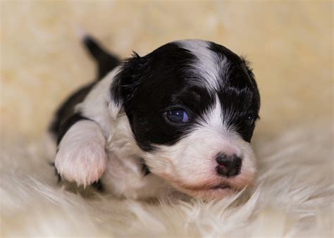 Un criceto femmina può partorire fino a 12 cuccioli per gravidanza. Immagini DOLCISSIME di cani appena nati - Focus Junior