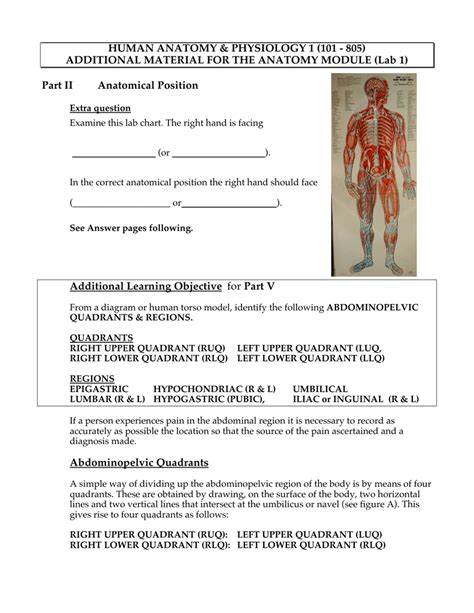 Anatomy of the abdomen 3 anatomically its. Anatomical Quadrants : Left Upper Quadrant Anatomy