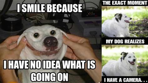 Smiling Dog Memes To Make Your Day Brighter Happy Go Doodle® Vlrengbr