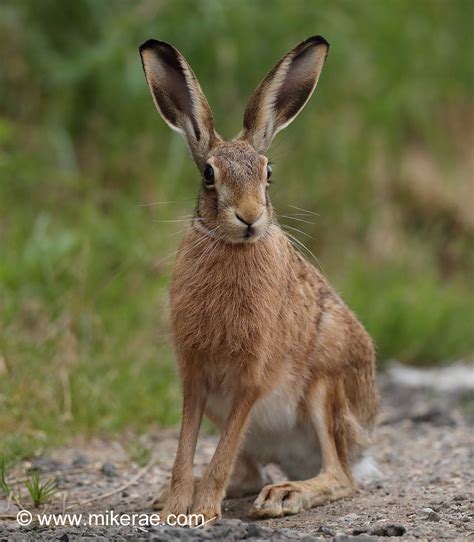 Brown Hare Sitting Alert Overcast Rainy August Evening Suffolk Lepus