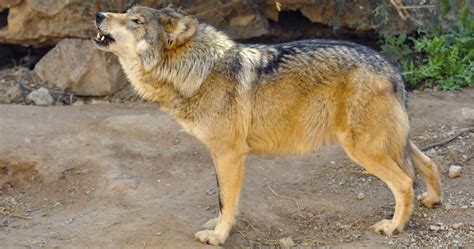 Fws Releases Mexican Gray Wolf Recovery Plan For Arizona And New Mexico