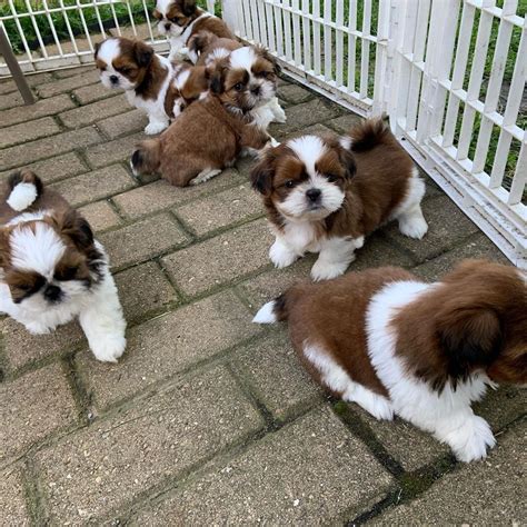 Lancaster puppies has your shih tzu for sale. Shih Tzu Puppies For Sale | Dallas, TX #325347 | Petzlover