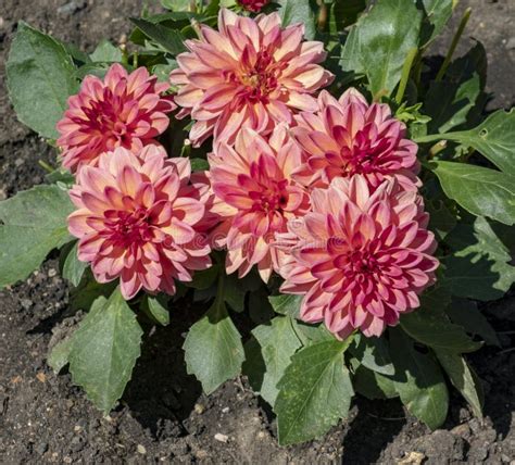 Blooming Dahlias In Flower Bed Stock Image Image Of Green Dahlias