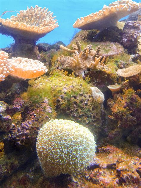 Sea Anemone Stock Photo Image Of Coral Biodiversity 57969948