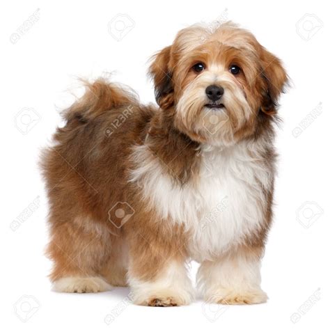 Cute Red Parti Colored Havanese Puppy Dog Is Standing And Looking At