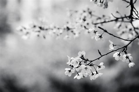 Black And White Cherry Blossom Tree Wallpaper