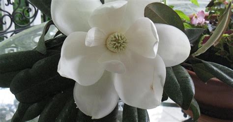 Country Girl Wanabe Magnolia And Gardenia Blooms