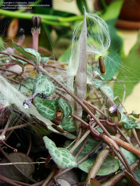 Plantfiles Pictures Ceropegia Species Rosary Vine String Of Hearts