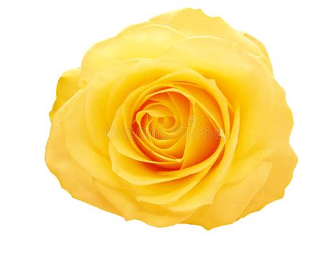 Yellow Rose Heart Closeup Stock Image Image Of Flora 13685143