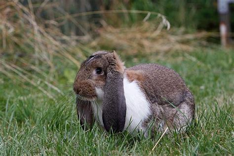 Kaninchenrassen Übersicht Und Viele Bilder