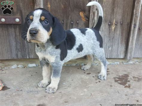 Bluetick Coonhound Puppies For Sale Greenfield Puppies
