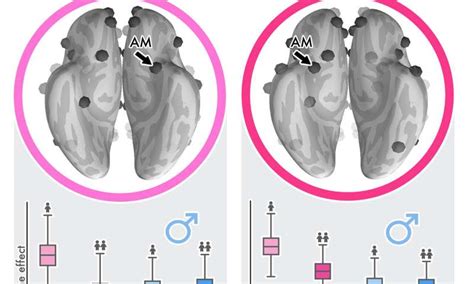 Study Shows Major Gender Differences In The Human Social Brain