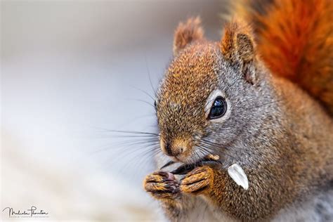 Little Red Squirrel | Red squirrel, American red squirrel ...