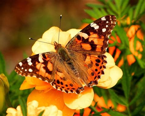 Painted Lady Butterfly Vanessa Cardui Insect 219780 Photos Free Download