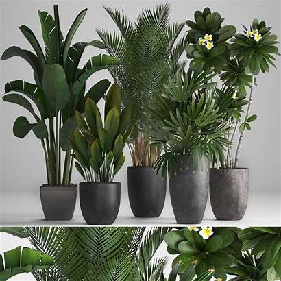 Ornamental Plants Pots 3d Plant Pot Ravenala