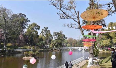 Cherry Blossom Festival 2021 Begins At Shillong Nagaland Page