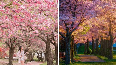 9 Magical Places To See Cherry Blossoms Around Toronto That Arent High