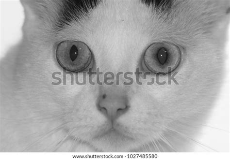 White Cat Black Spots On Head Stock Photo 1027485580 Shutterstock