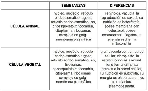 Célula Animal Y Célula Vegetal Diferencias Similitudes Y Cuadro F7a