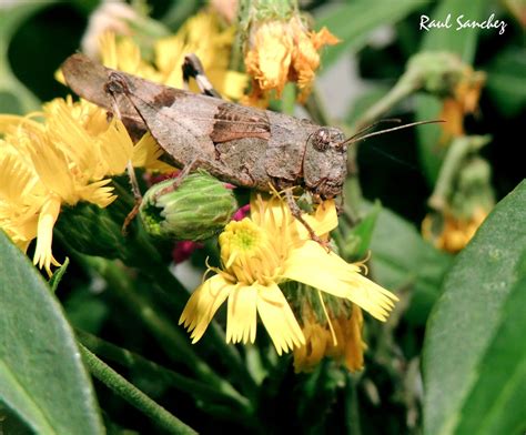 These superfamilies include acridoidea (with over 7,200 known species and 1,600 genera of true grasshoppers and locusts), pyrgomorphoidea (lubber and bush grasshoppers), trigonopterygoidea, tanaoceroidea (desert grasshoppers), eumastacoidea (monkey grasshoppers), pneumoroidea (bladder grasshoppers), tetrigoidea (grouse or pygmy grasshoppers), and tridactyloidea (pygmy mole crickets and sandgropers). Naturaleza Viva : Saltamontes ( Caelifera )