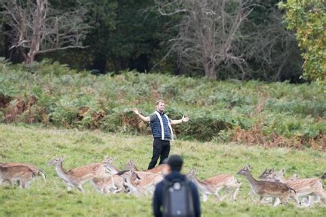 Moment Man Tries To Take ‘instagram Photos With Deer In Richmond Park London Evening Standard