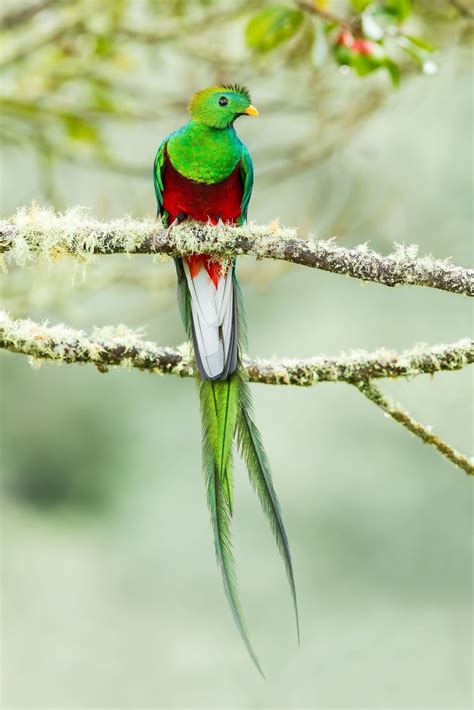 female quetzal bird