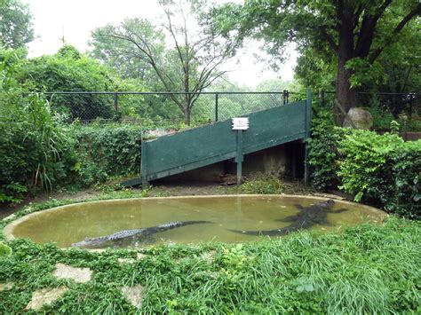 American Alligator Exhibit Zoochat