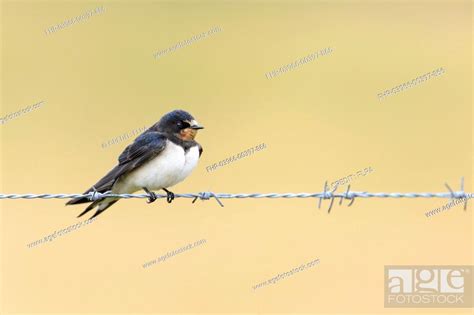 Barn Swallow Hirundo Rustica Rustica Juvenile Perched On Barbed Wire Blithfield