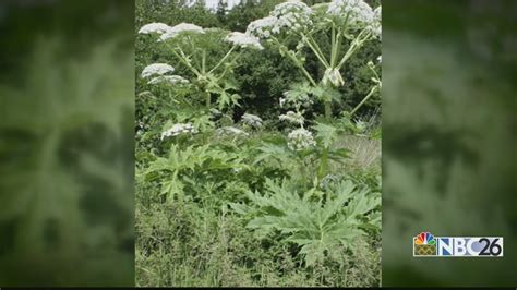 Poisonous Invasive Plant Found In Northeast Wisconsin Youtube