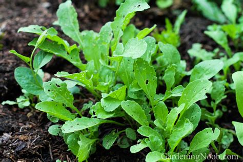 How To Plant And Grow Arugula Guide To Planting And