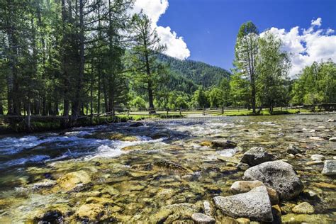 Mountain River In The Altai Stock Photo Image Of Leaves Green 97995626