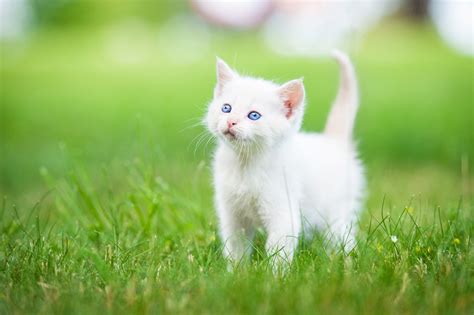 My White Cat Hd Wallpapers New Tab Theme Mystart