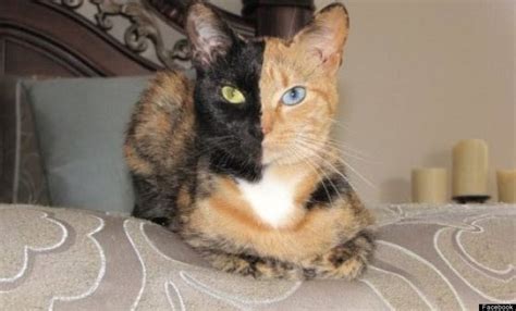 Chimera Cat Called Venus Has Two Faces Pictures Video Huffpost