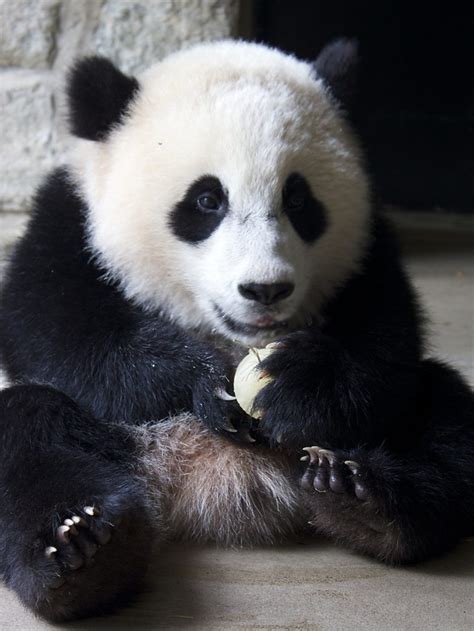 Bbc One Super Cute Animals Giant Panda