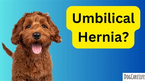 Are Umbilical Hernias In Dogs Dangerous