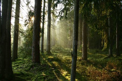 Morning In The Forest Stock Photo Image Of Outdoor Foliage 48254336