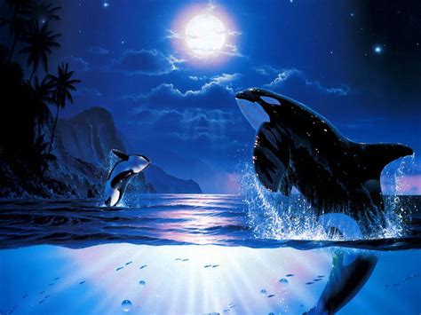 Killer Whales Wallpapers Funny Animals
