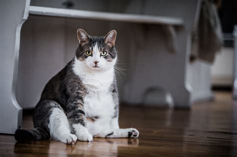 Fat Cat Facts What You Need To Know About Overweight Cats Mobile Vet