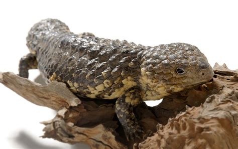 The Shingleback Skink An Iconic Australian Reptile In The Wild And In