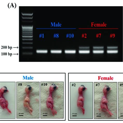 Sex Determination Of Chicken Embryos A Reverse Transcription Pcr