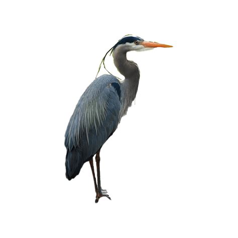 Photo Clipart Png Photo Blue Heron Hd Photos Png Images Photo
