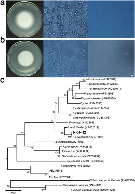Colony And Micro Morphology Features Of Two Fungal Isolates At 400x