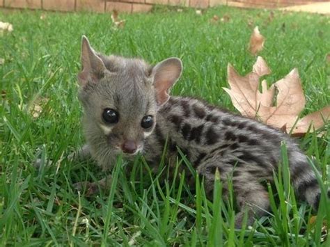 A Very Squee Baby Genet | Small Furry Animals | Cute ...