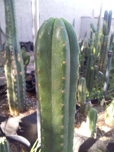 Trichocereus Pachanoi Kk1689 Cactus Arizona